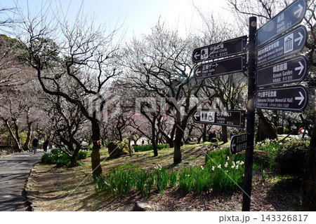 静岡県熱海市　熱海梅園の満開梅の花と散策路と道案内 143326817