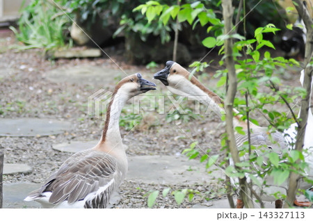 Anser cygnoides, Swan Goose or Anser domesticus or Chinese Goose or Chinese Grey Goose Anser cygnoides, Swan Goose or Anser domesticus or Chinese Goose or Chinese Grey Goose 143327113