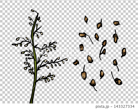 Inchinko (brush touch/traditional Chinese medicine) Artemisia capillaris Inchinko (brush touch/traditional Chinese medicine) Artemisia capillaris 143327334