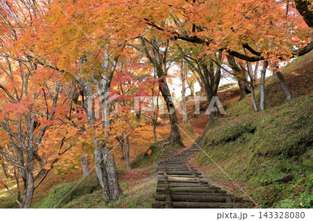 公園の紅葉 143328080