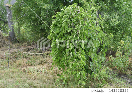 Lush green weeping mulberry tree growing in sunny summer garden outdoors. Lush green weeping mulberry tree growing in sunny summer garden outdoors. 143328335
