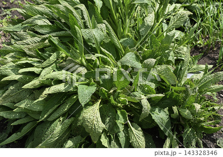 Comfrey growing in dark soil provides fresh agricultural view. Comfrey growing in dark soil provides fresh agricultural view. 143328346