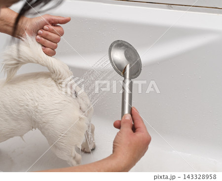 Owner washing white dog in bathtub using shower head. 143328958