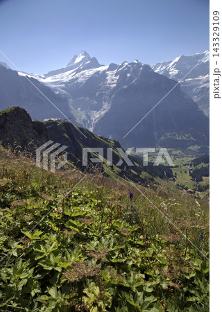 Swiss alps eiger mountains scenic summer landscape Swiss alps eiger mountains scenic summer landscape 143329109