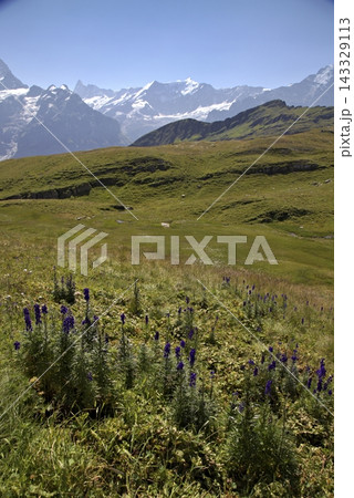 Swiss alps mountains with blue wildflowers in meadow Swiss alps mountains with blue wildflowers in meadow 143329113