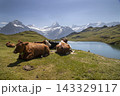 Cows resting by bachalpsee lake with swiss alps 143329117