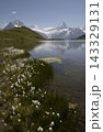 Bachalpsee lake reflecting swiss alps mountains and cotton grass 143329131