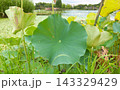 池に咲くハスの花 143329429