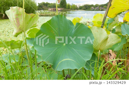 池に咲くハスの花 池に咲くハスの花 143329429
