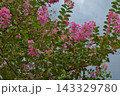 曇り空とサルスベリの花 143329780