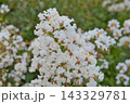 白い百日紅の花 143329781