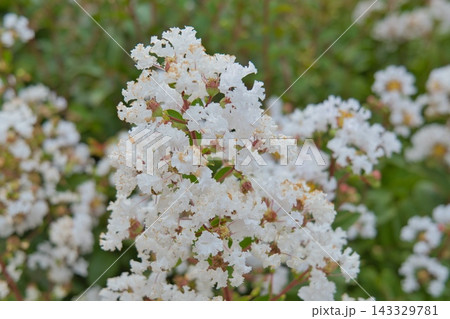 白い百日紅の花 143329781