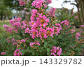 ピンクのサルスベリの花 143329782