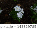 白い日々草 143329785