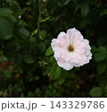 白いバラ 143329786