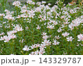 白と淡いピンクのハクチョウソウ 143329787