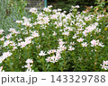 淡いピンクのハクチョウソウ 143329788