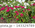 赤いペンタスの花 143329789