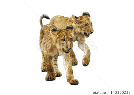 African lion in Greater Kruger National park, South Africa 143330235