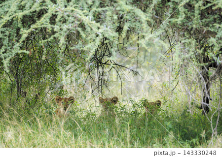 African lion in Greater Kruger National park, South Africa African lion in Greater Kruger National park, South Africa 143330248