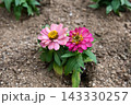 秋に咲くピンクのジニアの花 143330257