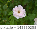 淡いピンクのミニバラ 143330258