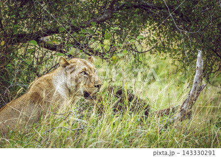 African lion in Greater Kruger National park, South Africa 143330291