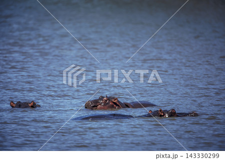 Hippopotamus in Greater Kruger National park, South Africa Hippopotamus in Greater Kruger National park, South Africa 143330299