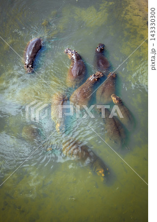 Hippopotamus in Greater Kruger National park, South Africa 143330300
