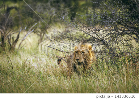 African lion in Greater Kruger National park, South Africa African lion in Greater Kruger National park, South Africa 143330310
