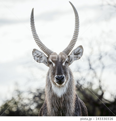 Common Waterbuck in Greater Kruger National park, South Africa Common Waterbuck in Greater Kruger National park, South Africa 143330316