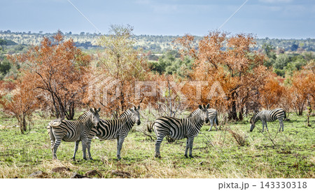 Plains zebra in Greater Kruger National park, South Africa Plains zebra in Greater Kruger National park, South Africa 143330318