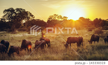 Blue wildebeest in Greater Kruger National park, South Africa Blue wildebeest in Greater Kruger National park, South Africa 143330319