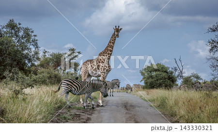 Giraffe and plains zebra in Greater Kruger National park, South Africa Giraffe and plains zebra in Greater Kruger National park, South Africa 143330321