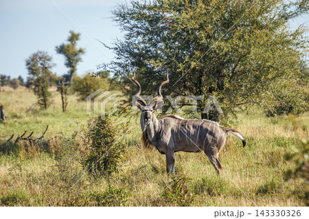 Greater kudu in Greater Kruger National park, South Africa Greater kudu in Greater Kruger National park, South Africa 143330326