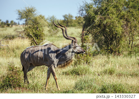 Greater kudu in Greater Kruger National park, South Africa 143330327