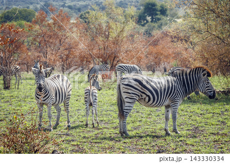 Plains zebra in Greater Kruger National park, South Africa Plains zebra in Greater Kruger National park, South Africa 143330334