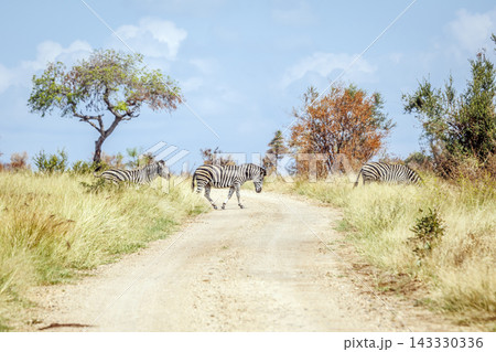 Plains zebra in Greater Kruger National park, South Africa Plains zebra in Greater Kruger National park, South Africa 143330336