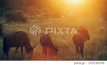 Blue wildebeest in Greater Kruger National park, South Africa Blue wildebeest in Greater Kruger National park, South Africa 143330349