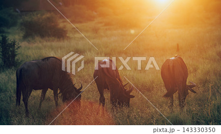 Blue wildebeest in Greater Kruger National park, South Africa Blue wildebeest in Greater Kruger National park, South Africa 143330350