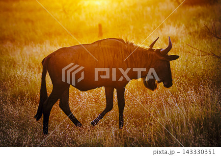 Blue wildebeest in Greater Kruger National park, South Africa Blue wildebeest in Greater Kruger National park, South Africa 143330351