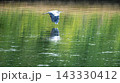 緑豊かな水面に映り込むアオサギの低空飛翔と水鏡 コピースペースのある野鳥写真素材 143330412