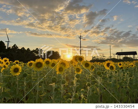 夕日に染まるひまわり畑　夏の夕方のひまわり畑 143330454