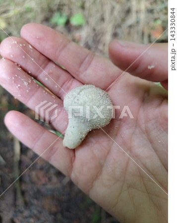 Hand Holding Common Puffball Mushroom During Foraging, Close Up Hand Holding Common Puffball Mushroom During Foraging, Close Up 143330844