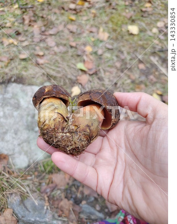 Hand Holding Two Scarletina Bolete Wild Mushrooms Found in Swedish Forest Hand Holding Two Scarletina Bolete Wild Mushrooms Found in Swedish Forest 143330854
