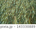 Green Barley Heads Bending Across Dense Field Under Moving Daylight With Layered Stalks Filling 143330889