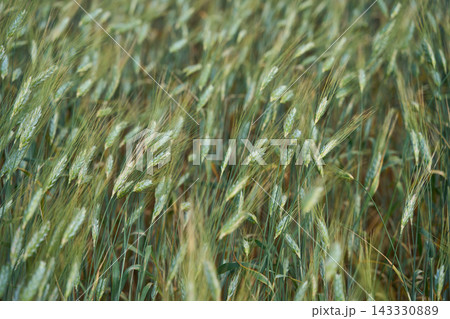 Green Barley Heads Bending Across Dense Field Under Moving Daylight With Layered Stalks Filling Green Barley Heads Bending Across Dense Field Under Moving Daylight With Layered Stalks Filling 143330889