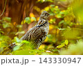 Ruffed grouse standing on the mossy log in the autumn forest. 143330947