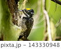 Woodpecker with yellow crest is perched on the tree in the forest. 143330948
