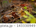 Least chipmunk is foraging in the forest floor in autumn. 143330949